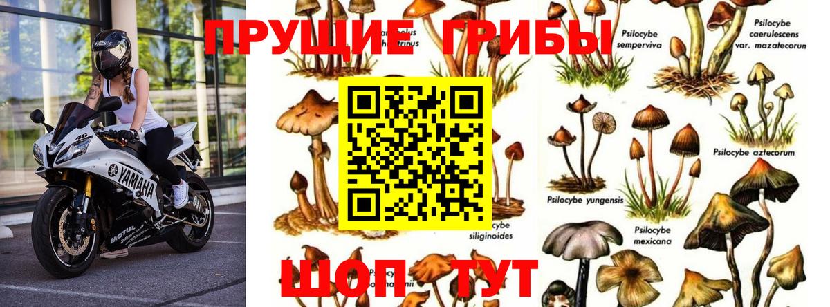 Менделеевск  Галлюциногенные грибы мицелий  Вход с VPN  Псилоцибиновые грибы ЛСД 